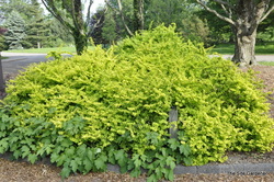 Berberis thunbergii Aurea — photo 2